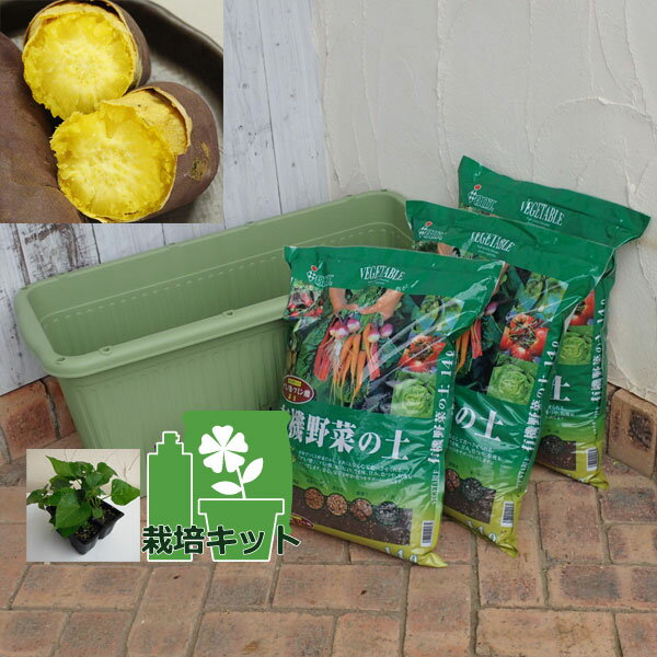 野菜の苗/サツマイモプランター栽培...