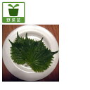 野菜の苗/青しそ(アオジソ・青紫蘇)2号ポット 4株セット