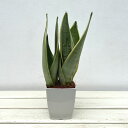 観葉植物/サンセベリア:ホワイトスノー 4号鉢植え