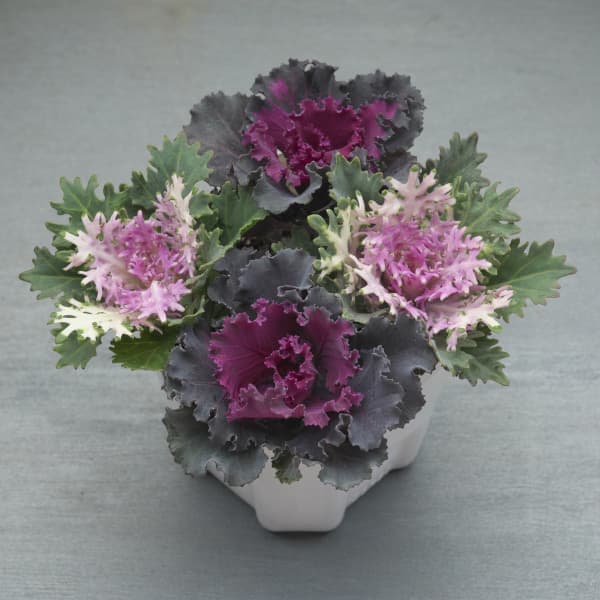 ��֤���/�ϥܥ��󡧥�åե��åɡ��ե������ۥ磻��4�ܻ�Ω��3��ݥå�