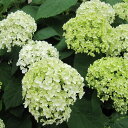 花木 庭木の苗/(わけあり特価)アジサイ(アメリカ):アナベル 5号鉢植え