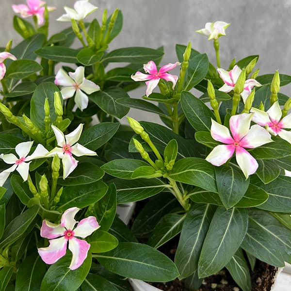 草花の苗/ニチニチソウ：シャガールミント風車3.5号ポットのサムネイル