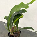 観葉植物/ビカクシダ(コウモリラン):ネザランズ 3.5号鉢カバー(プットネオ)付