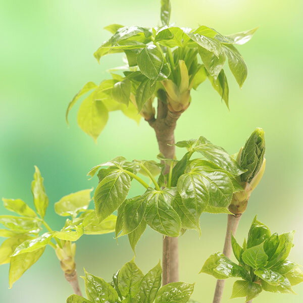 野菜の苗/タカノツメ（鷹の爪・山菜）4号ポット 6株セット