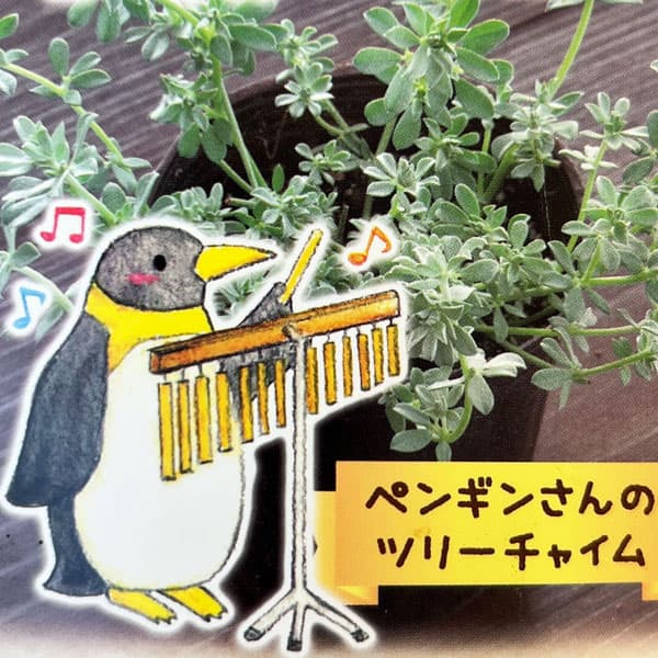 草花の苗/ロータス：ペンギンさんのツリーチャイム（クレティクス）2.5号ロングポット