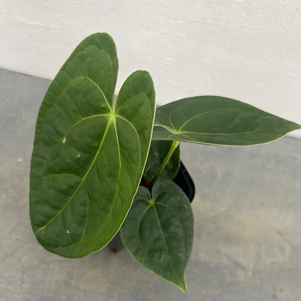 観葉植物/[ザ・ファームセレクト]（わけあり特価）アンスリウム：ドラヤキ×ルクリアンス 3.5号ポット