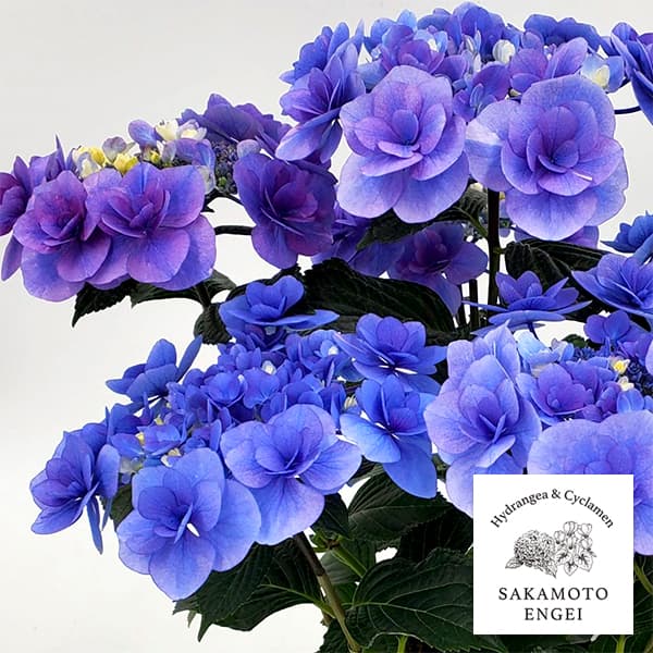 花木 庭木の苗/アジサイ：リリールー（ブルー）3.5号ポット