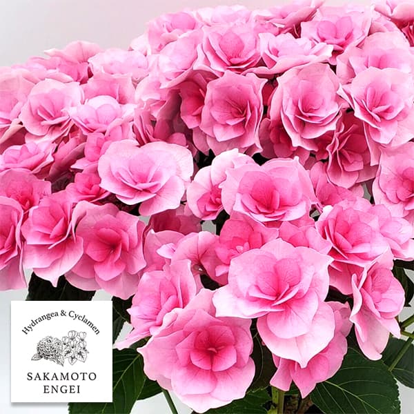 花木 庭木の苗/アジサイ：クレインブーケ（旧名アイラ）ピンク3.5号ポット