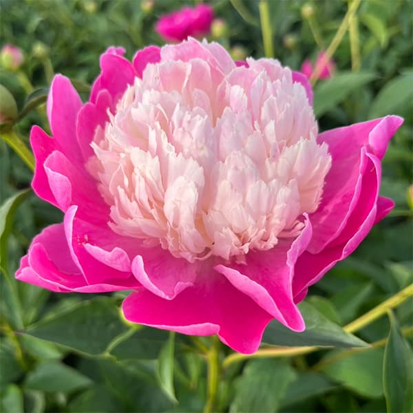 楽天市場】シャクヤク 種（花の苗物｜苗物）：ガーデニング・農業<花