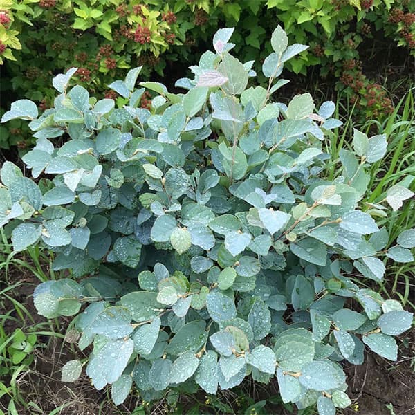 花木庭木の苗/シロバナマンサク：ブ...