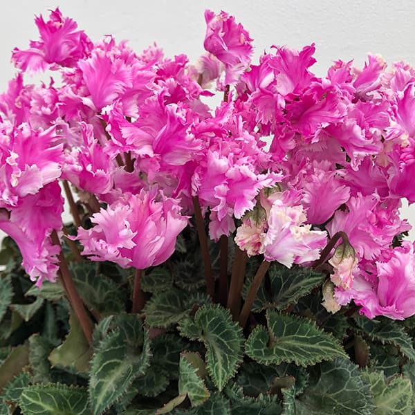 シクラメン：ラビリンス（ローズ系）4号鉢植え