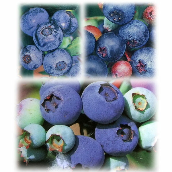 ̼/֥롼٥꡼ӥåȥ3糧åȡʥۡ٥롦ƥե֥롼åɡ5ݥå