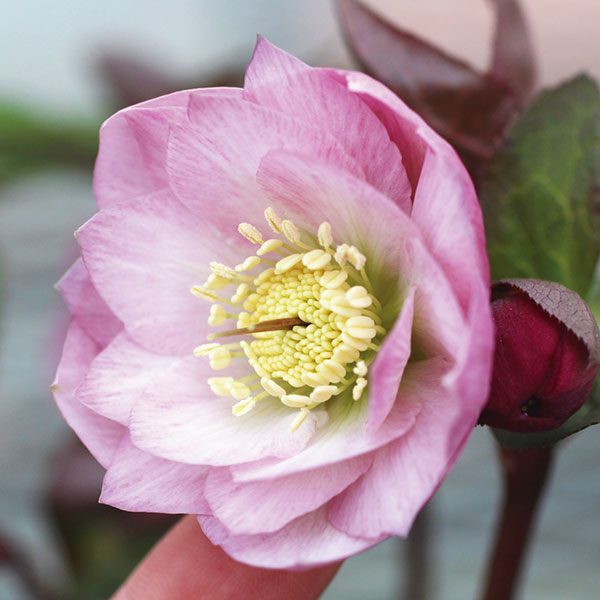 楽天市場】園芸ネットプラス クリスマスローズ（苗物｜ガーデニング