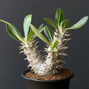 観葉植物/パキポディウム:伊藤ハイブリッド 実生セレクト株 3号鉢植え