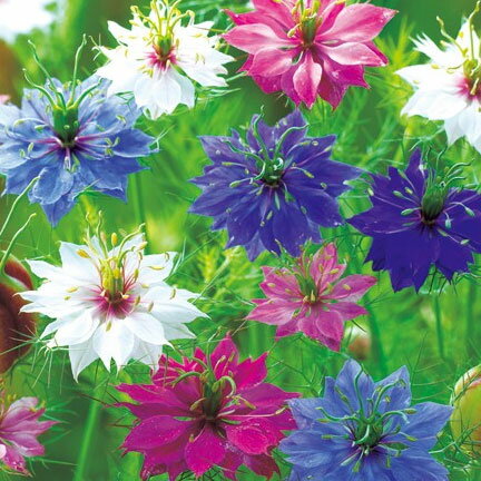 草花の苗/ニゲラ：ペルシャンジュエル花色ミックス3.5号ポット[4〜8月に開花する花壇向きの1年草・クロ..