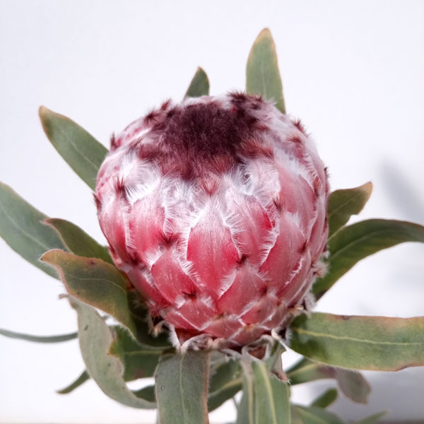 花木 庭木の苗/（わけあり特価）プロテア：メイデイ 7号鉢植え25-02