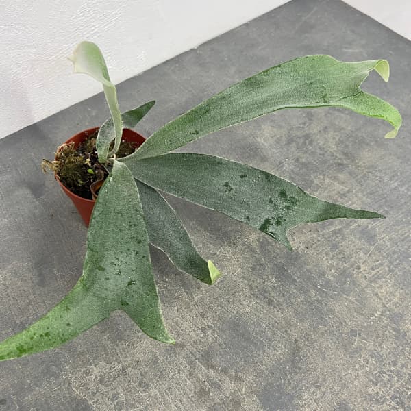 観葉植物/ビカクシダ（コウモリラン）：ホワイトホーク3号ポット