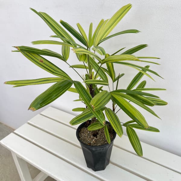 観葉植物/カンノンチク：瑞晃錦（ズイコウニシキ）　5号鉢植え