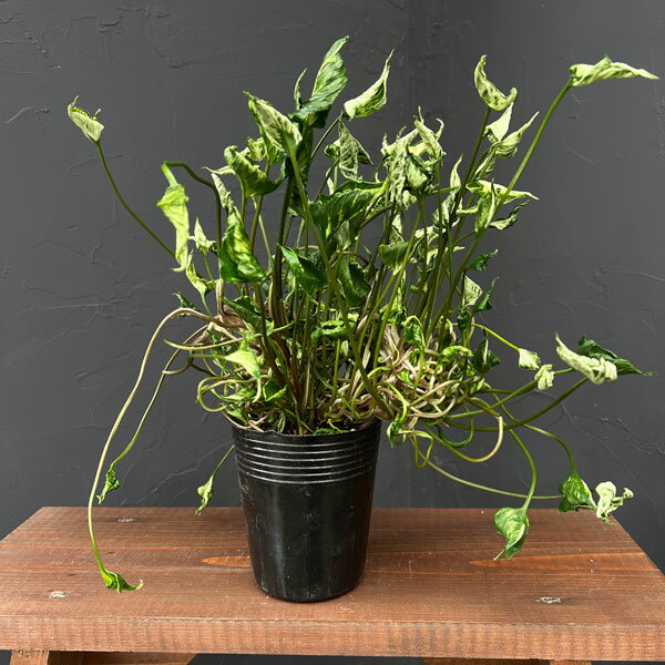 観葉植物/シンゴニウム：シュリンクハートレアリィ 3.5号ポット25-01