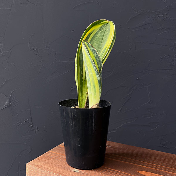 観葉植物/サンセベリア：マッソニア...