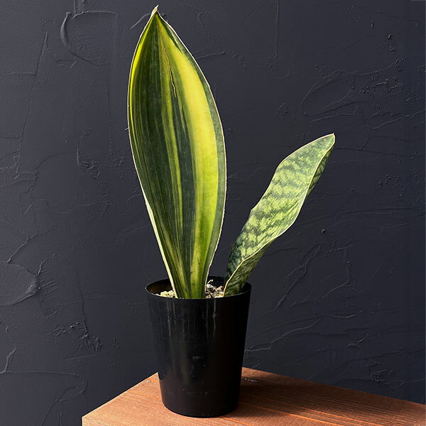 楽天市場】サンスベリア マッソニアーナの通販