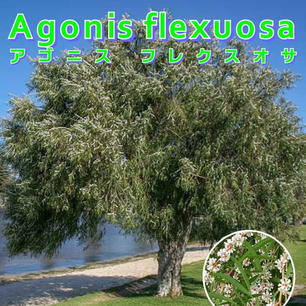 花木 庭木の苗/アゴニス フレクソーサ（黒ユーカリ）5号ポット