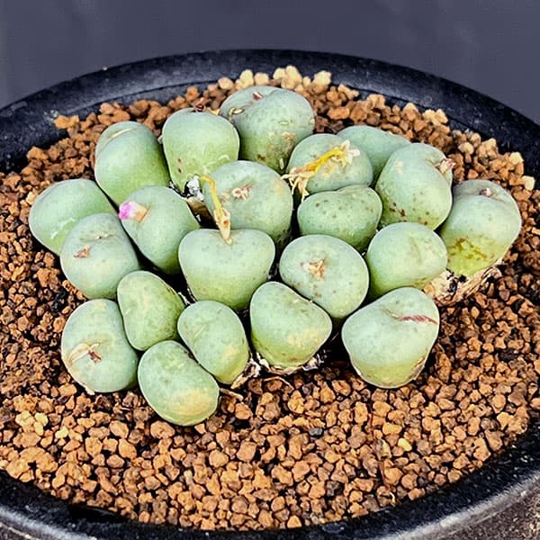 コノフィツム全書 書籍]コノフィツム全書 2020/7/2発売 – ゆるぷ