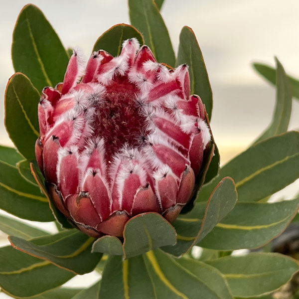 花木 庭木の苗/（わけあり特価）プロテア：フロステッドファイヤー 7号鉢植え25-05