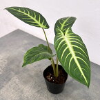 観葉植物/キサントソーマ:リンデニー 3号ポット