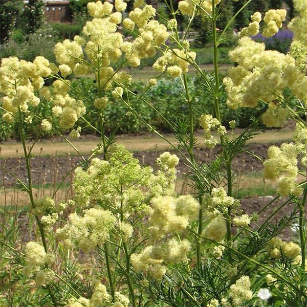 ��֤���/���ꥯ�ȥ�� ���륭�ǥ��3-3.5��ݥå�