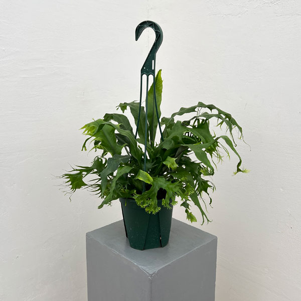 観葉植物/ミクロソリウム：プンクタツム(ドラゴンウィング) 5号吊鉢植え