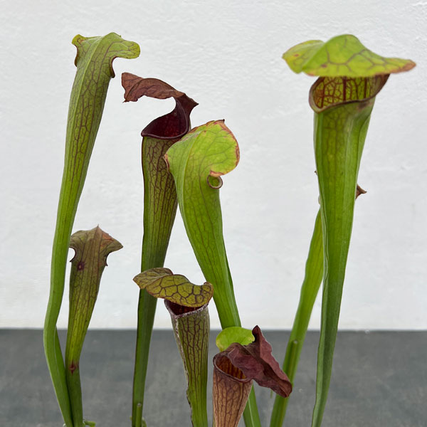 観葉植物/サラセニア：オレオフィラ...