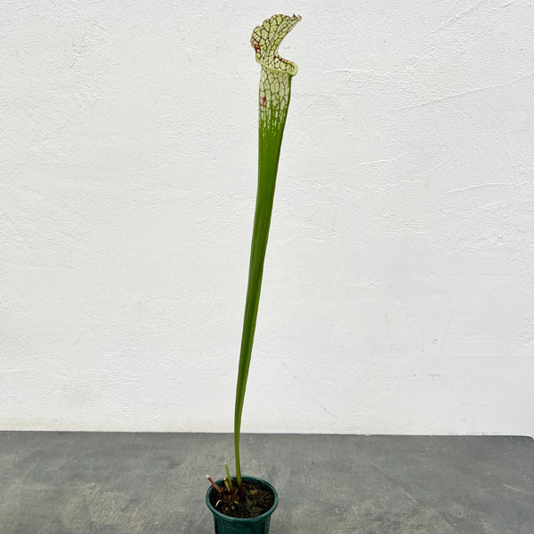 観葉植物/[棚卸セール]サラセニア：レウコフィラ 満田 3号ポット