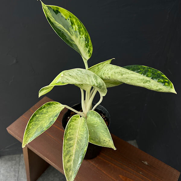 楽天市場】アグラオネマ（カラーピンク）の通販