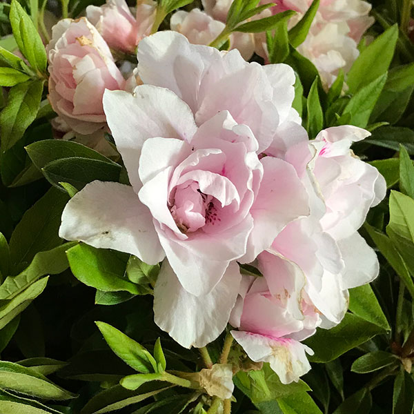 ���� ���ڤ���/ʿ�ͥĥĥ����ԥ�Ȭ��5��ݥå�5�����å�