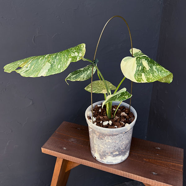 観葉植物/モンステラ：デリシオーサ レガシー 5号25-01