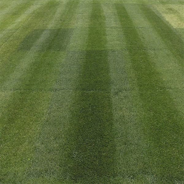 芝の種：西洋芝ペレニアルライグラス ファイヤーボール 原袋22.5kg