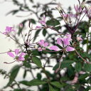 草花の苗/(わけあり特価)クレオメ:ハミングバード2.5号ロングポット