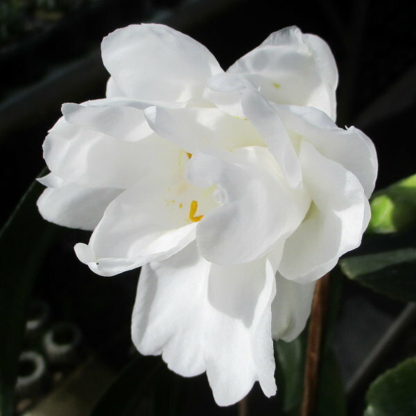 花木 庭木の苗/ツバキ（椿）：白孔雀（しろくじゃく）6号鉢植え