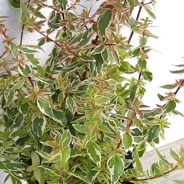 花木 庭木の苗/アベリア：ラディアンス3号ポットのサムネイル