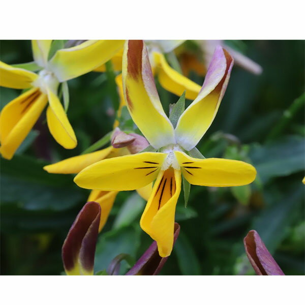 草花の苗/MSKガーデン極小輪ビオラ：フルーレット ブロンズバイカラーラビット3号ポット