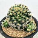 観葉植物/マミラリア :明星(みょうじょう)3号