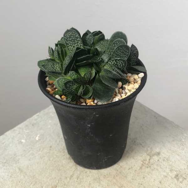 観葉植物/ガステリア：子宝錦（コダカラニシキ） 3号