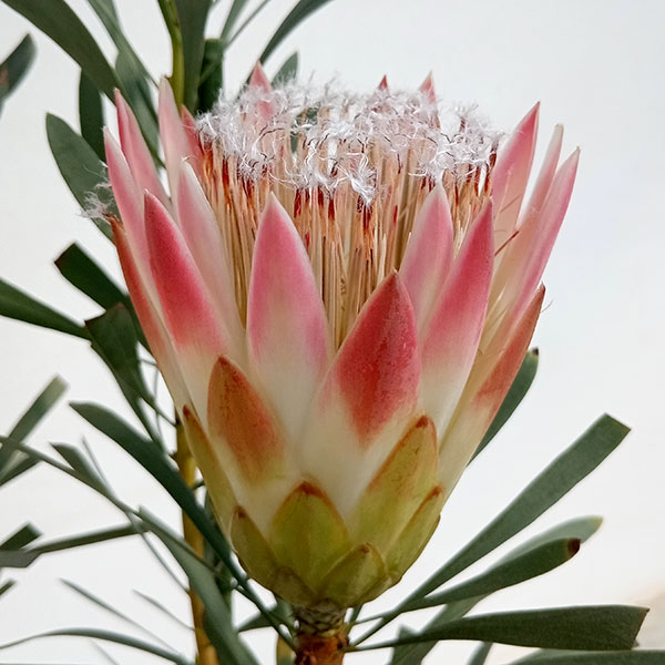 花木 庭木の苗/プロテア:ルビーブラッシュ 8号