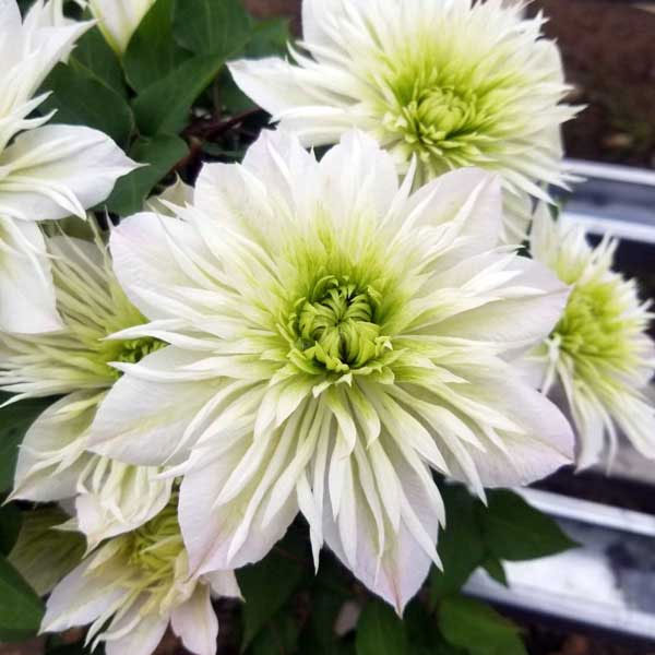 クレマチスの苗/クレマチス：ハナカワ（華川）5号ポット／ボサタイプ（パテンス系・半八重咲）