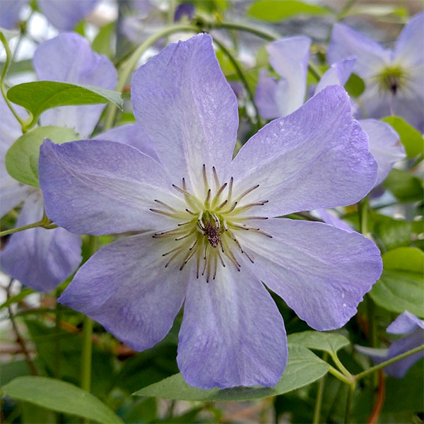 クレマチスの苗/クレマチス：シーブリーズ4号ロングポット