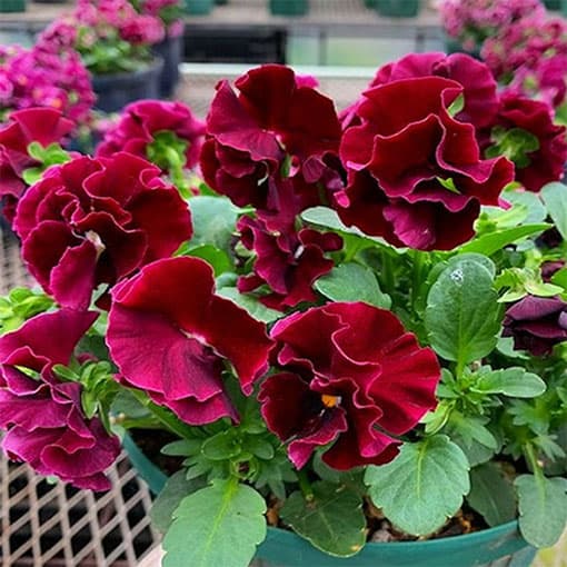 草花の苗/MSKガーデン中大輪フリンジパンジー：フレンチカンカン スカーレットドレス3号ポット 6株セット