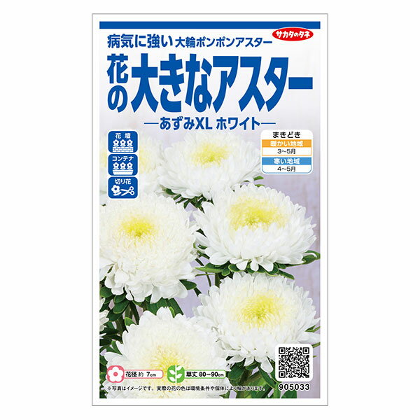 アスター：花の大きなアスター あずみXLホワイト の種[春まき 花タネ]