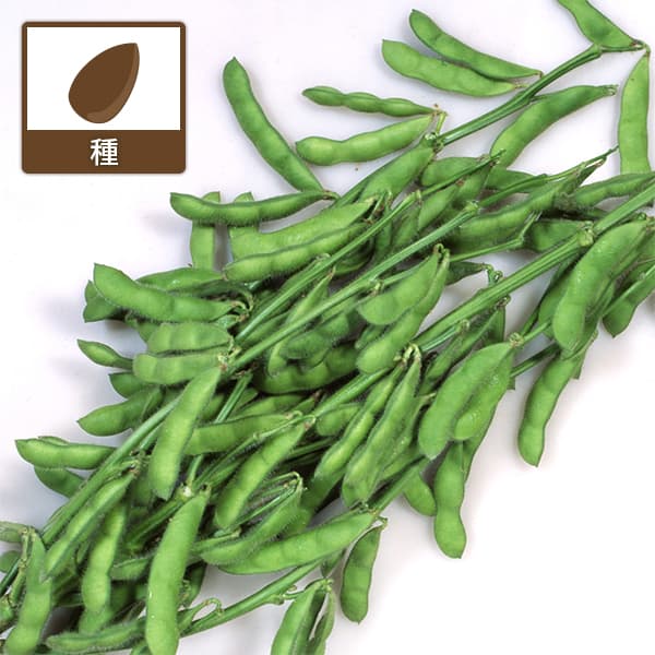 えだまめ（枝豆）：ゆかた娘（ゆかたむすめ）[春夏まき 野菜タネ]