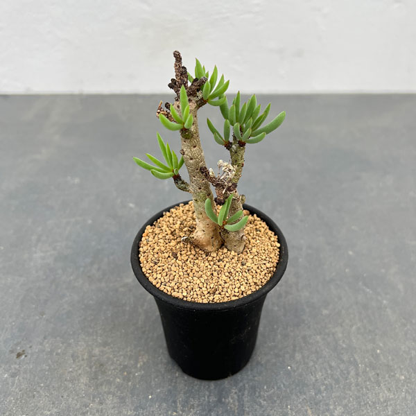 観葉植物/チレコドン：ブッコルジア...